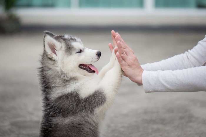 ハイタッチをするシベリアン・ハスキーの子犬