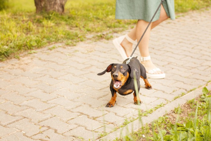 怖がって威嚇する犬