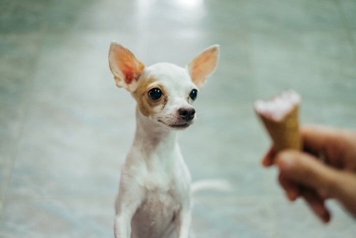 アイスクリームを欲しそうに見ている犬