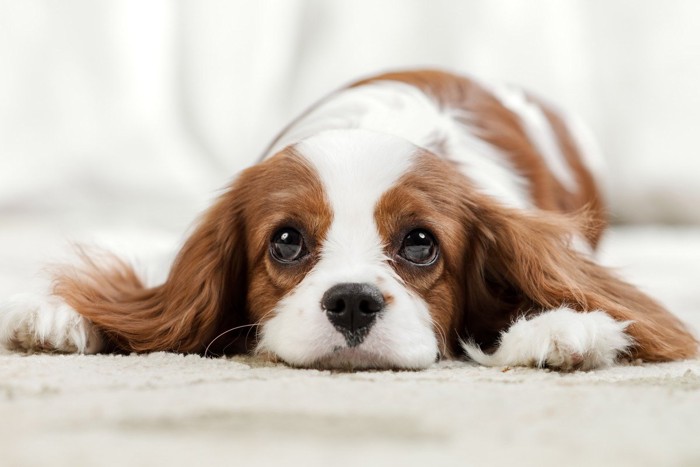 悲し気に寝そべる犬