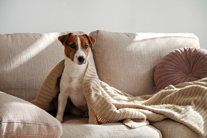 ソファーに座りブランケットを被る犬