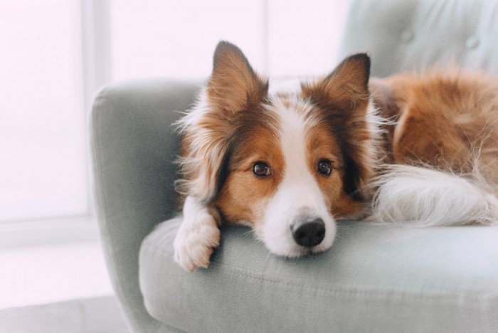 ソファーの上でくつろぐ犬