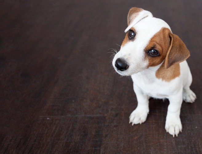 首を傾げる子犬