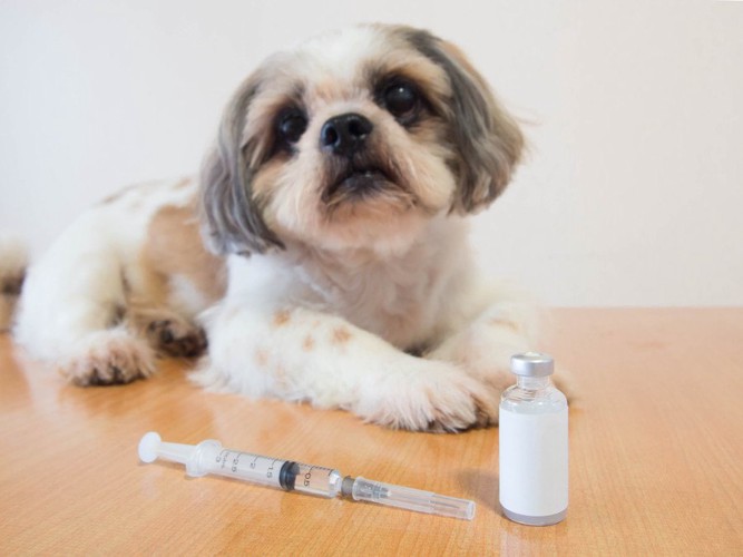 犬とワクチンと注射器