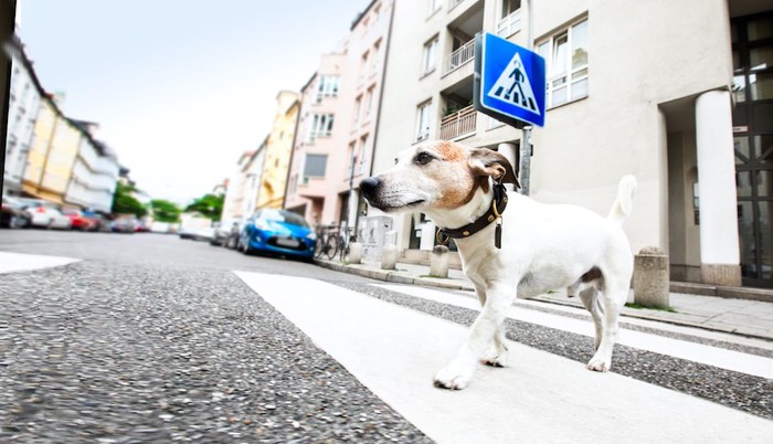 横断歩道を歩く犬