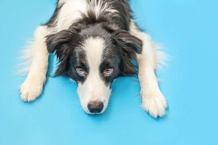 下から見ている犬