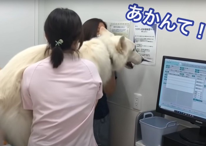 あかんてという犬