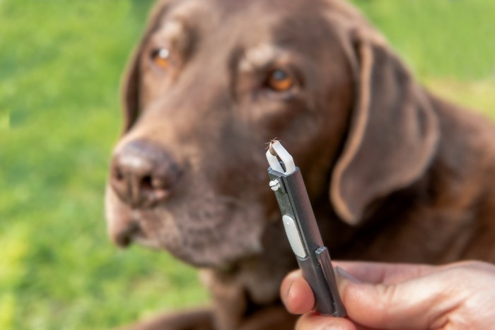 犬についたマダニを掴んだピンセット