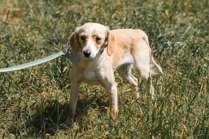 リードを引かれて嫌がる犬