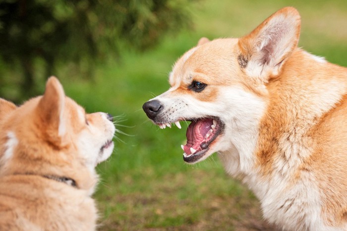 他の犬に吠える犬