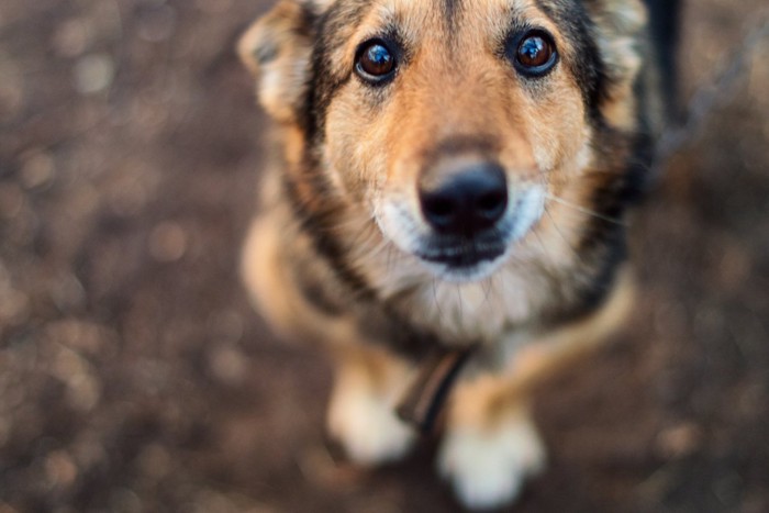 見上げる犬