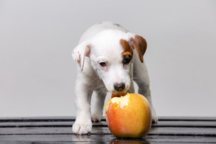 りんごを食べる犬