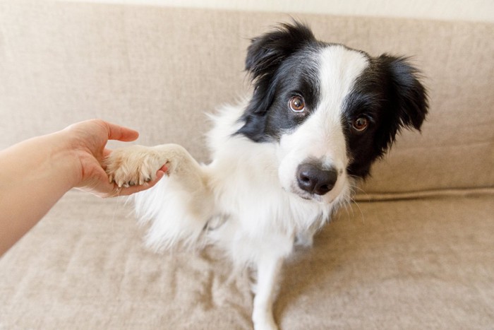 飼い主さんの手に前足の乗せる犬