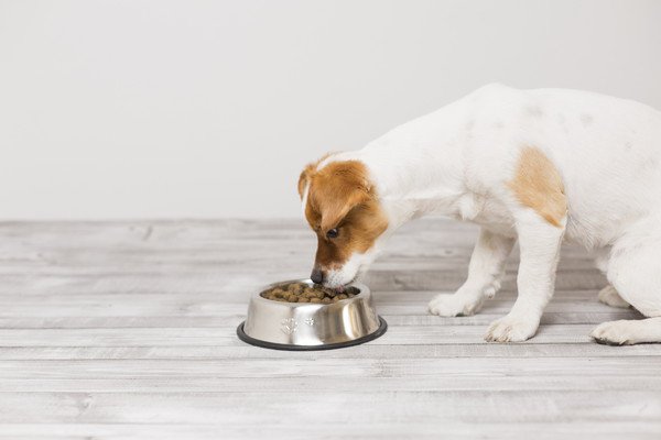 ドッグフードを食べている犬