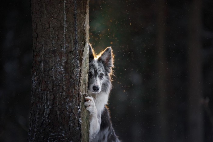 木の陰から覗く犬