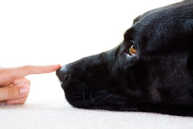 がん探知犬の鼻の頭を指している人