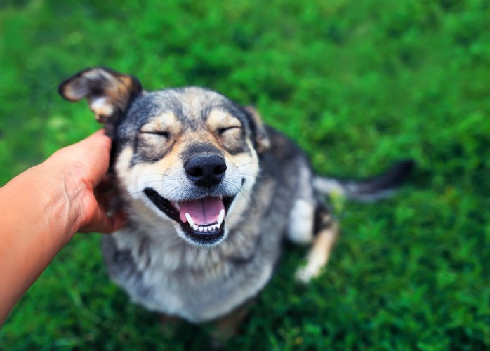 笑顔の犬