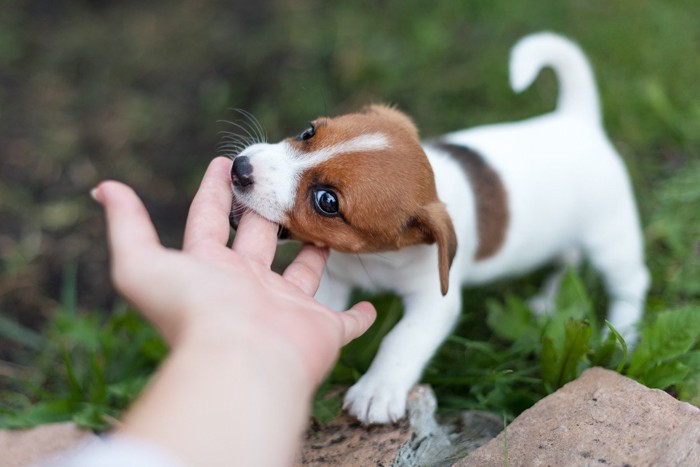 手を噛むジャックラッセルの子犬