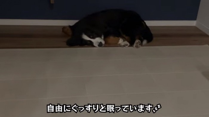 自由に眠るどんちゃん