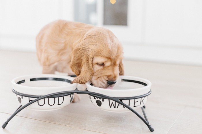 食事中の犬