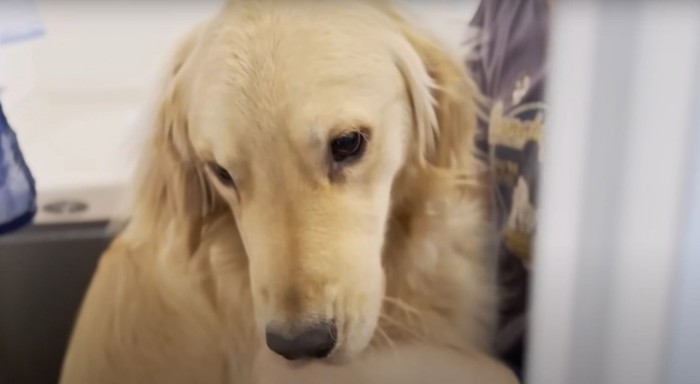 閉められるドアと犬