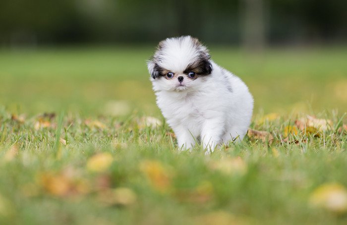 狆の子犬