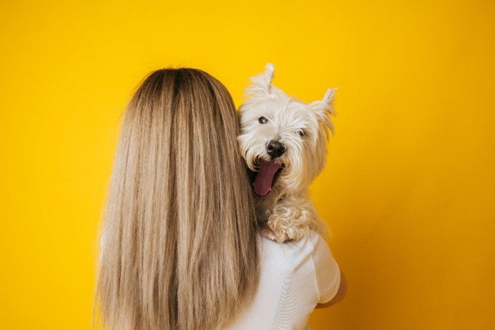 背景黄色の抱っこされる犬