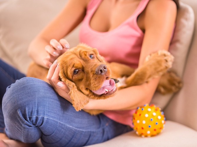 女性の膝の上で撫でられて笑う犬