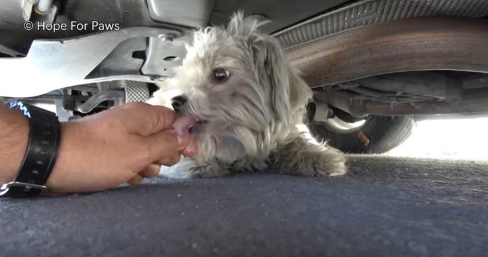 手の届くところまで近づいた犬