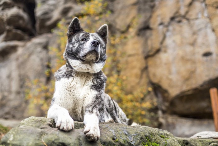 上を向く虎毛の秋田犬