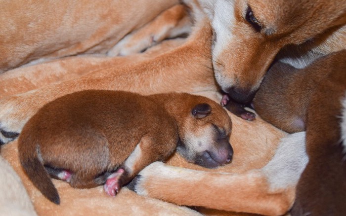 母犬と生まれた子犬