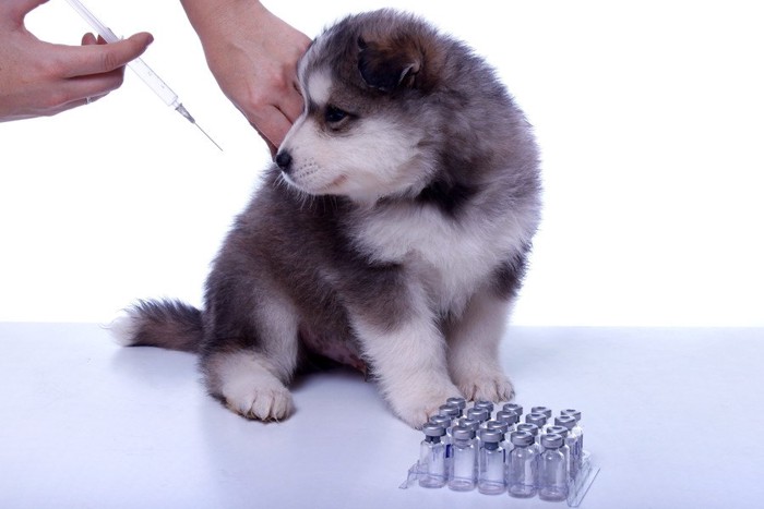 ワクチンを注射されそうな子犬