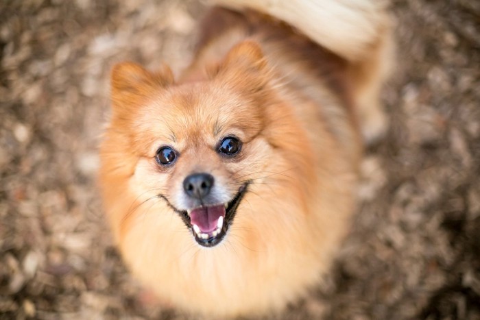 笑顔で見上げる犬の顔のアップ