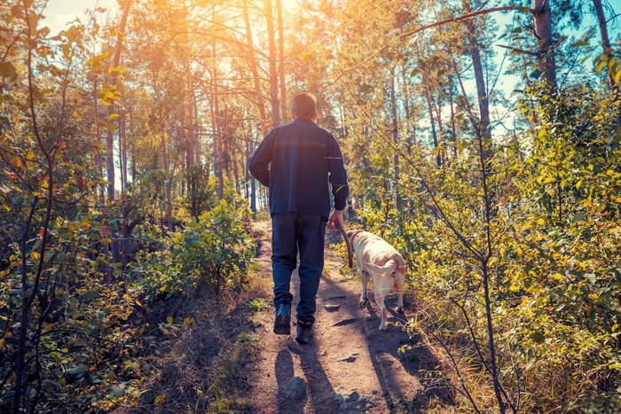 オンリードで森の中を散歩する男性と犬