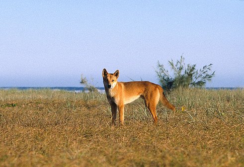 サバンナのディンゴ