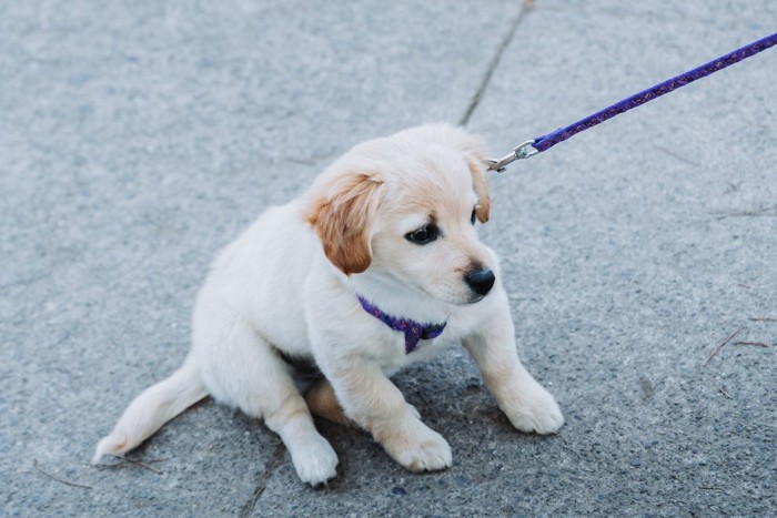 散歩を嫌がる子犬