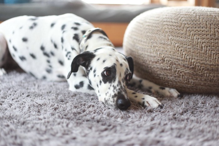 お留守番する犬