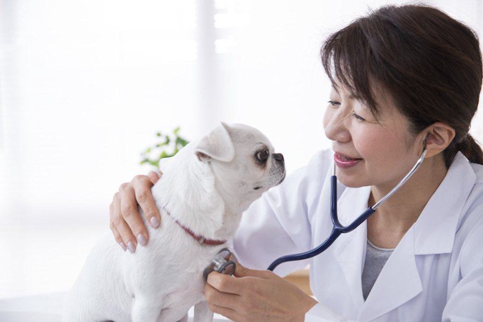 犬に聴診器を当てている笑顔の獣医師