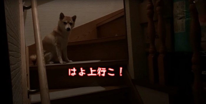 階段の途中で飼い主を待つ柴犬