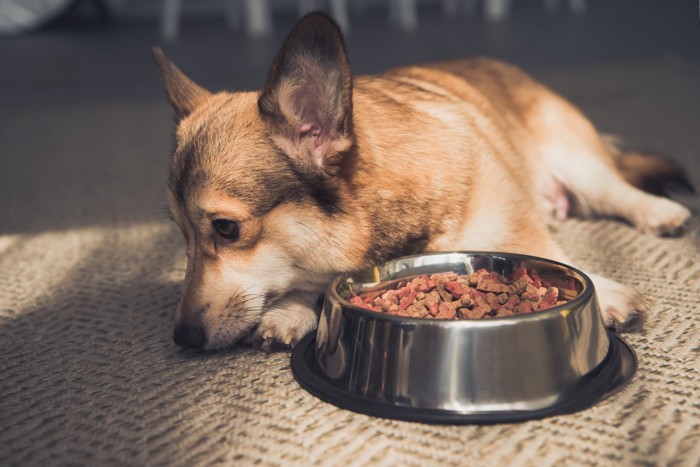 ご飯を食べようとしない犬