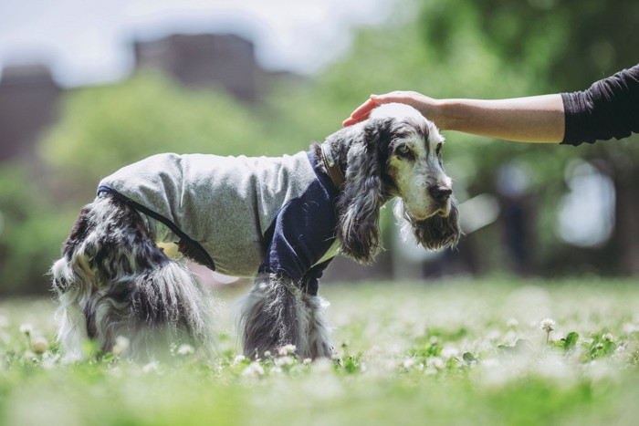 散歩中のコッカーの老犬