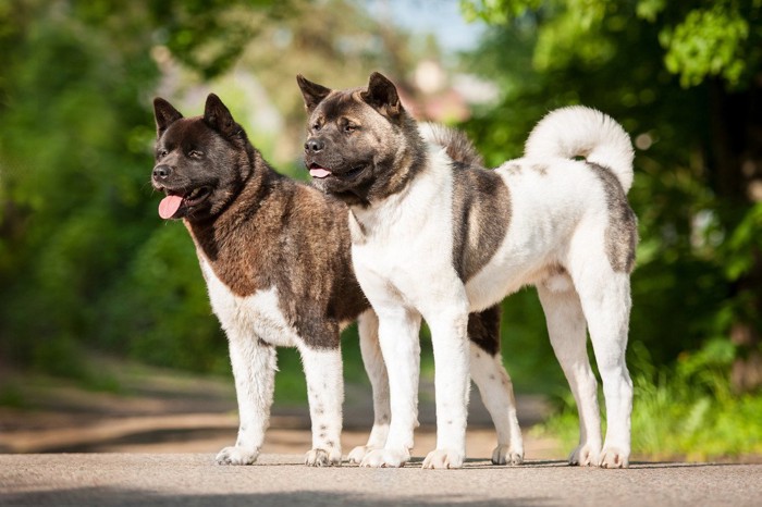 秋田犬