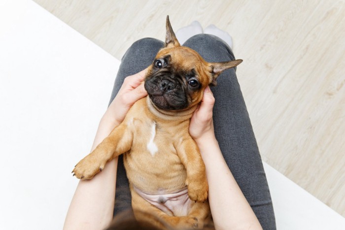 膝の上に仰向けになる犬