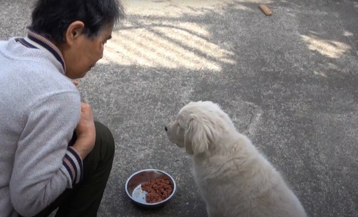 マテする犬