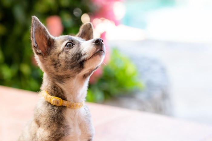 上を見る子犬