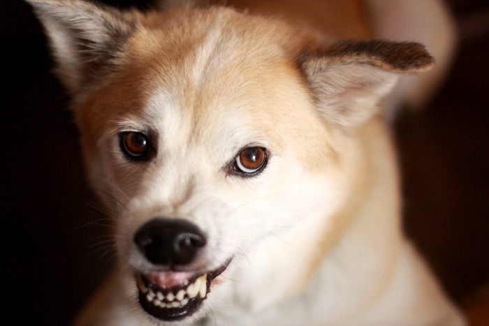 歯をむき出しで唸る犬の顔のアップ