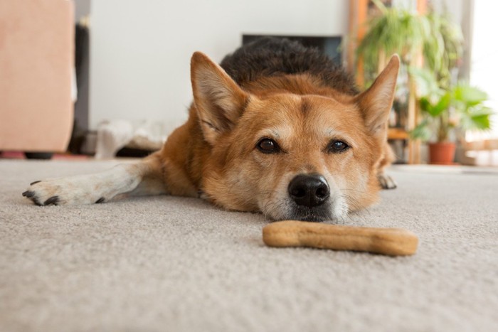 おやつの前で伏せる犬