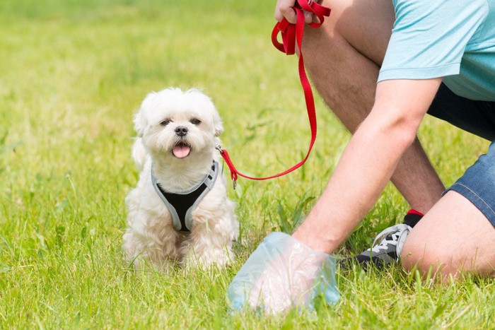 犬のウンチの処理