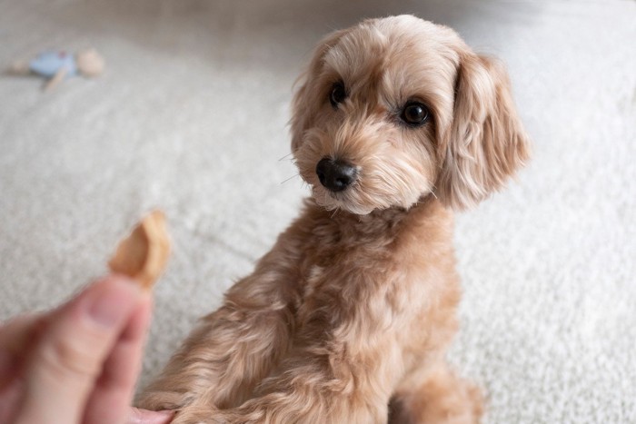 おやつが欲しそうな犬