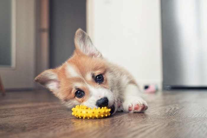 おもちゃをくわえる犬